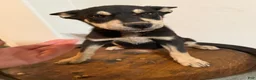 Pitsky dogs for sale: Pitsky 1 - Ad 6