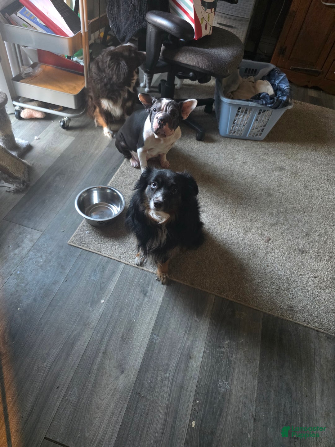 Mixed Breed dogs for sale: Red - Ad 17