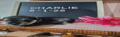 Charlie