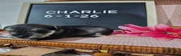 Miniature Schnauzer dogs for sale: Charlie - Ad 1