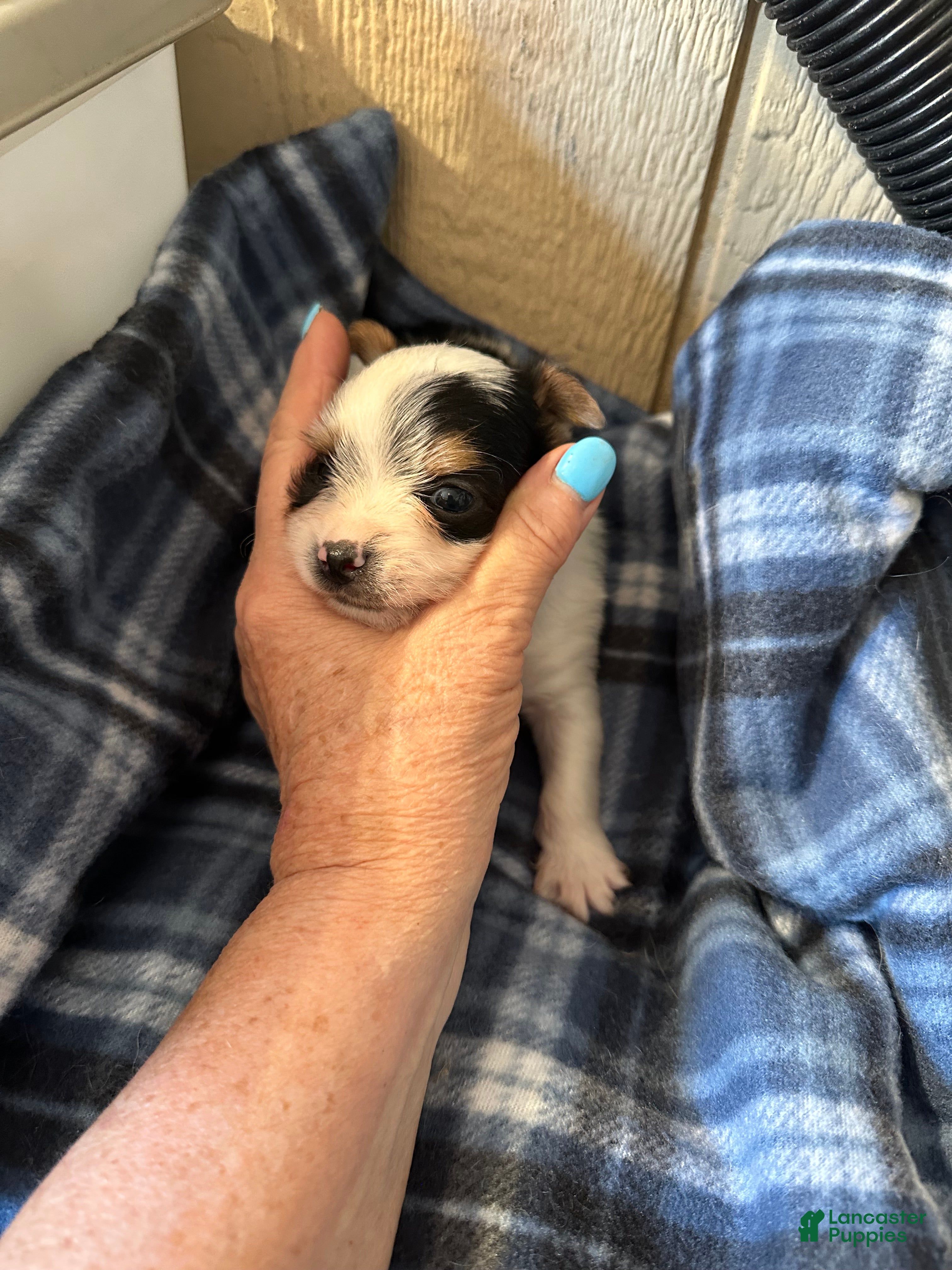 Yorkshire Terrier dogs AKC Peppy - Ad 2