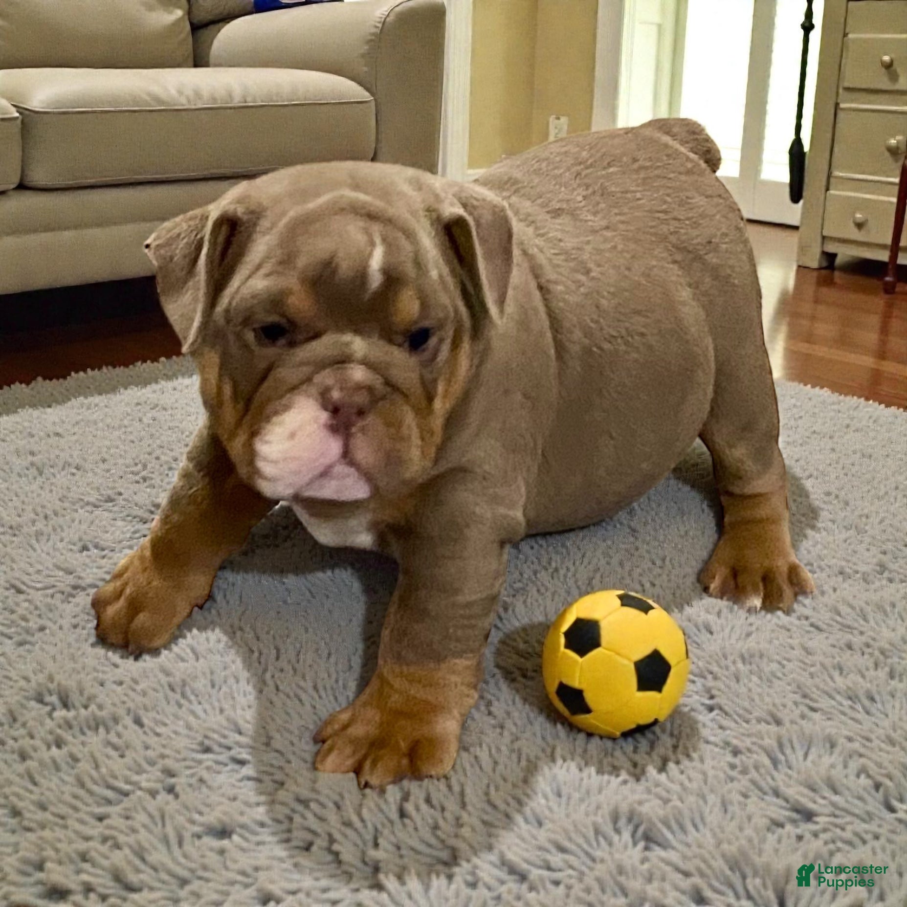 English Bulldog dogs Ellie - Ad 25