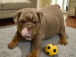 English Bulldog dogs Ellie - Ad 25