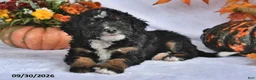Bernedoodle dogs for sale: Cody - Ad 3