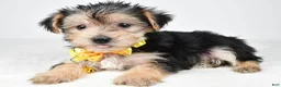 Morkie dogs for sale: Jethro - Ad 1