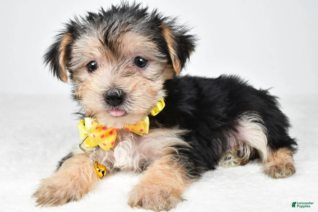 Morkie dogs for sale: Jethro - Ad 1