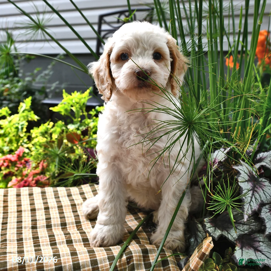 Cockapoo dogs for sale: Leanna - Ad 1