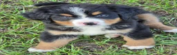 Bernese Mountain Dog dogs for sale: Heidi  - Ad 2