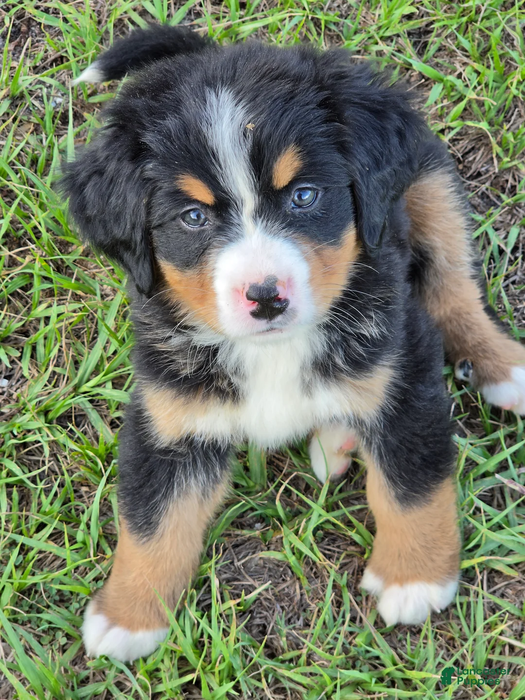 Bernese Mountain Dog dogs for sale: Heidi  - Ad 2