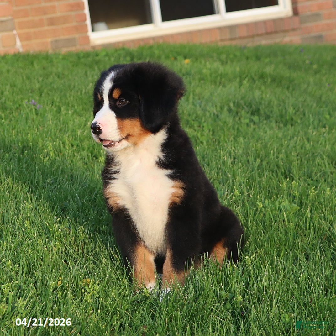 Bernese Mountain Dog dogs Molly - Ad 2