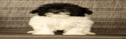 Havapoo dogs for sale: Twinkle - Ad 3