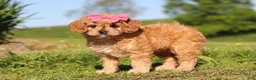 Cavapoo dogs for sale: Cocoa - Ad 3