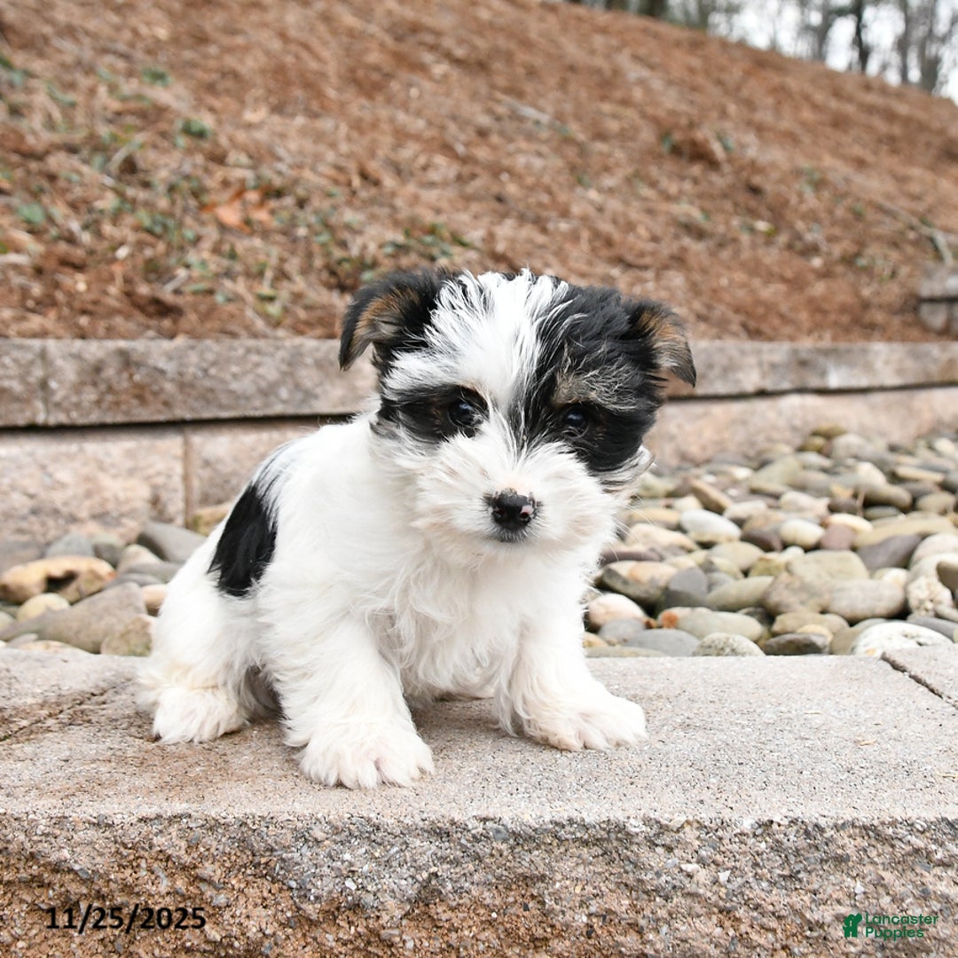 Morkie dogs for sale: Irene - Ad 1