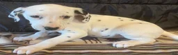 Dalmatian dogs for sale: Maple - Ad 3