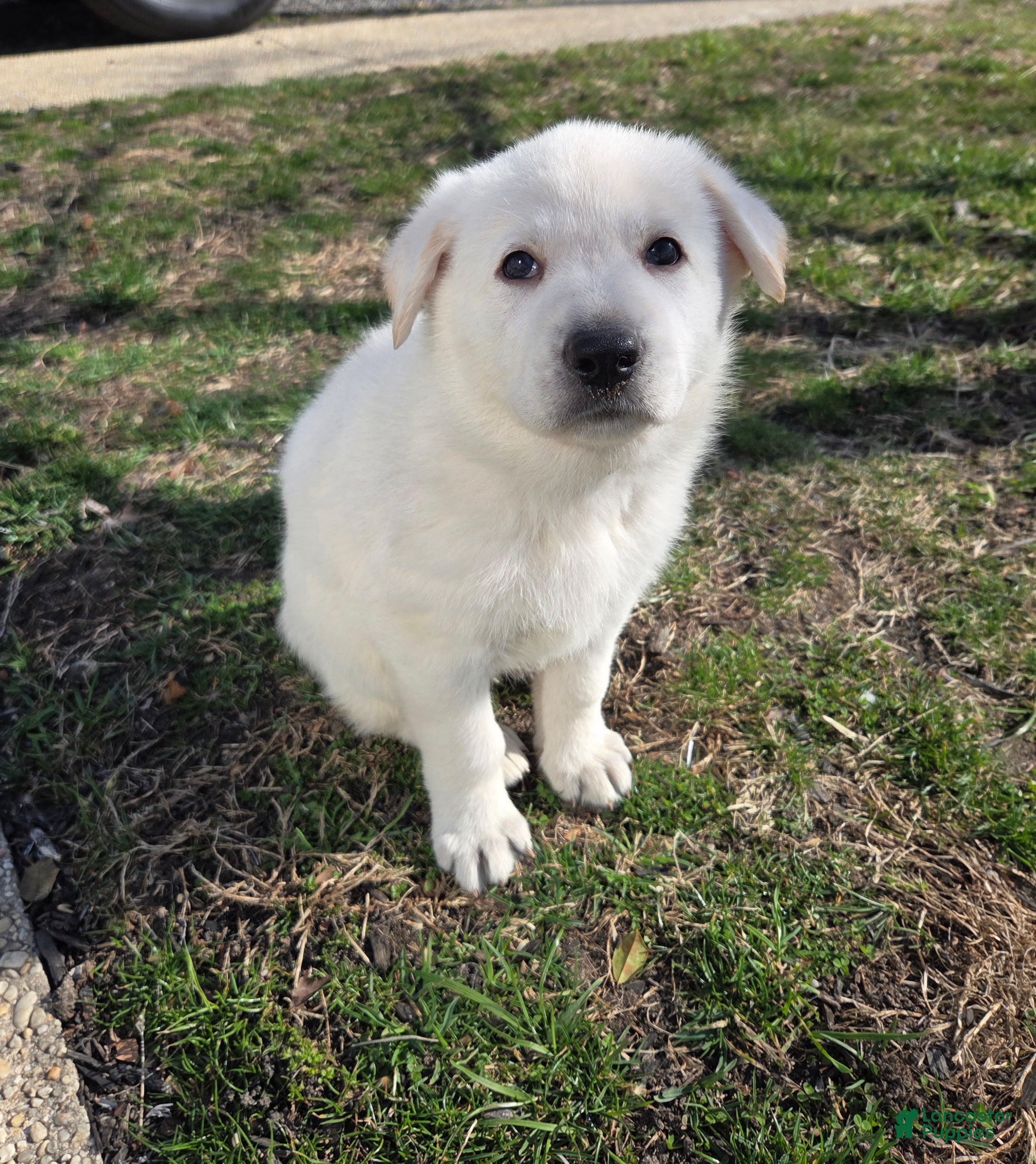 German Shepherd dogs Hans - Ad 1
