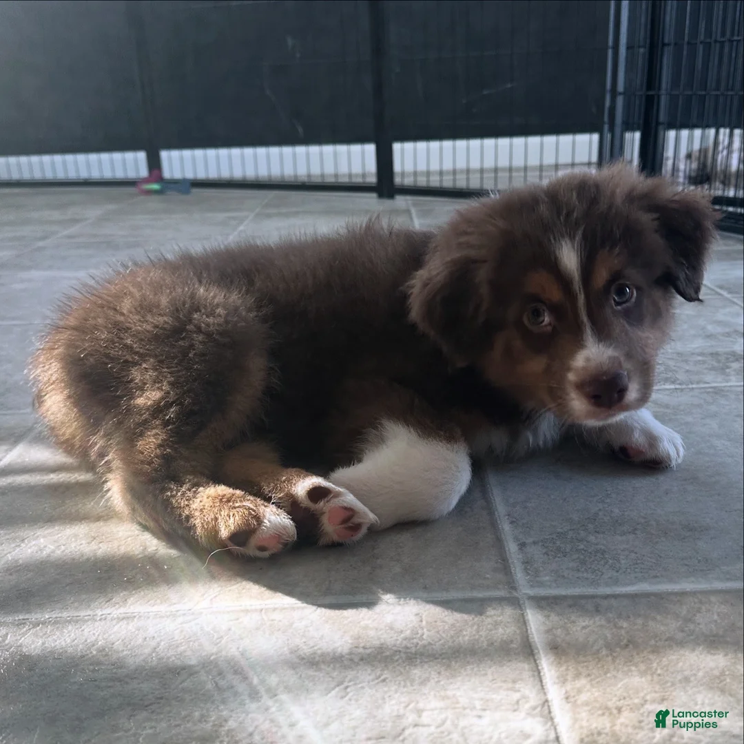 Australian Shepherd dogs for sale: Alchemy Olive - Ad 7