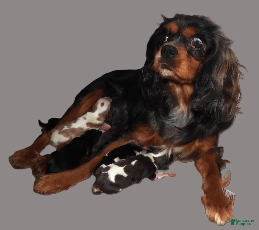 Cavalier King Charles Spaniel dogs for sale: #2 Male (Lori's) - Ad 4
