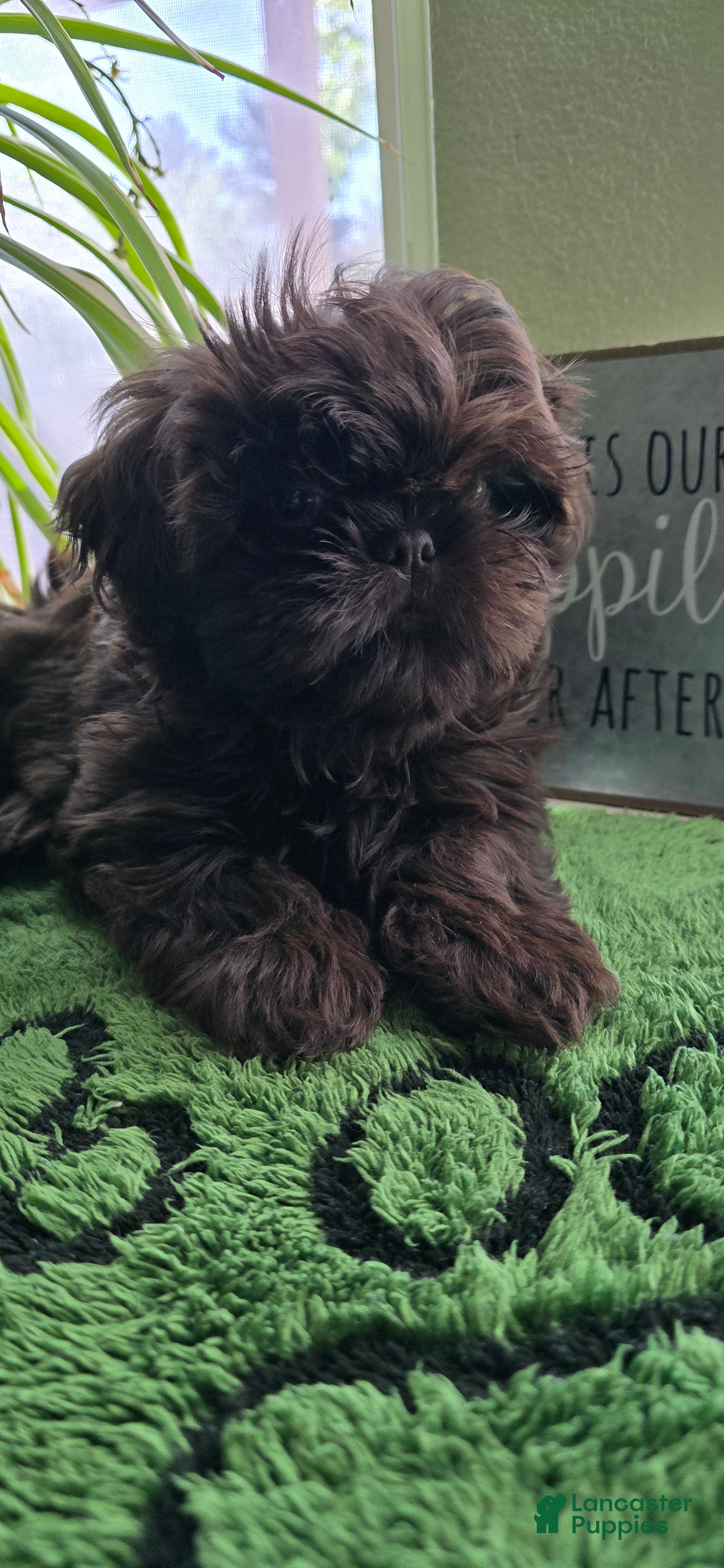 Shih Tzu dogs Shih Tzu Puppy 1 - Ad 1