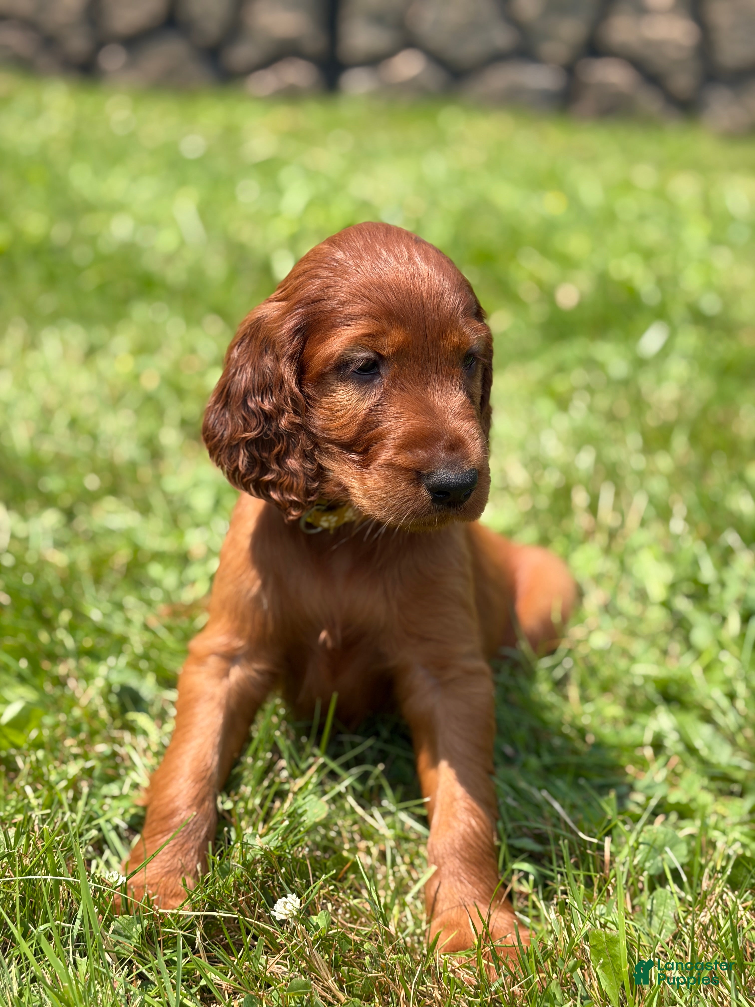 Irish Setter dogs Yellow collar  - Ad 18