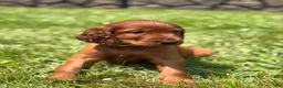 Irish Setter dogs for sale: Yellow collar  - Ad 1