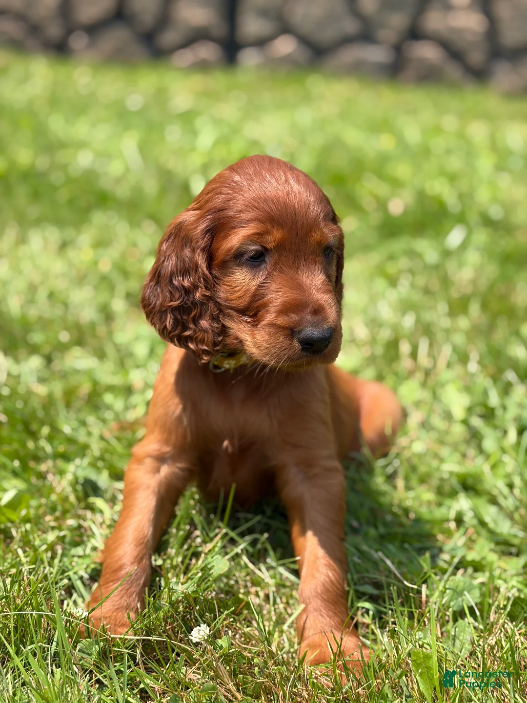 Irish Setter dogs for sale: Yellow collar  - Ad 1