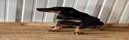 Doberman Pinscher dogs for sale: Doberman Pinscher Puppy 1 - Ad 2