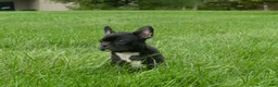 Frenchton dogs for sale: Eden - Ad 3