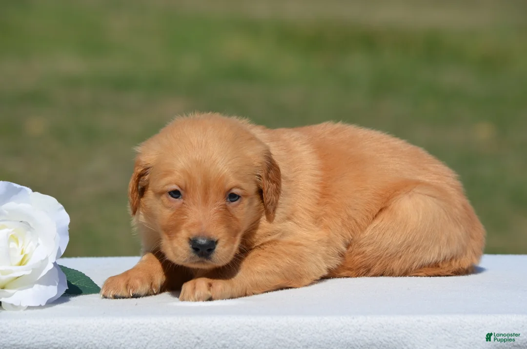 Golden Retriever dogs for sale: Sonya - Ad 1
