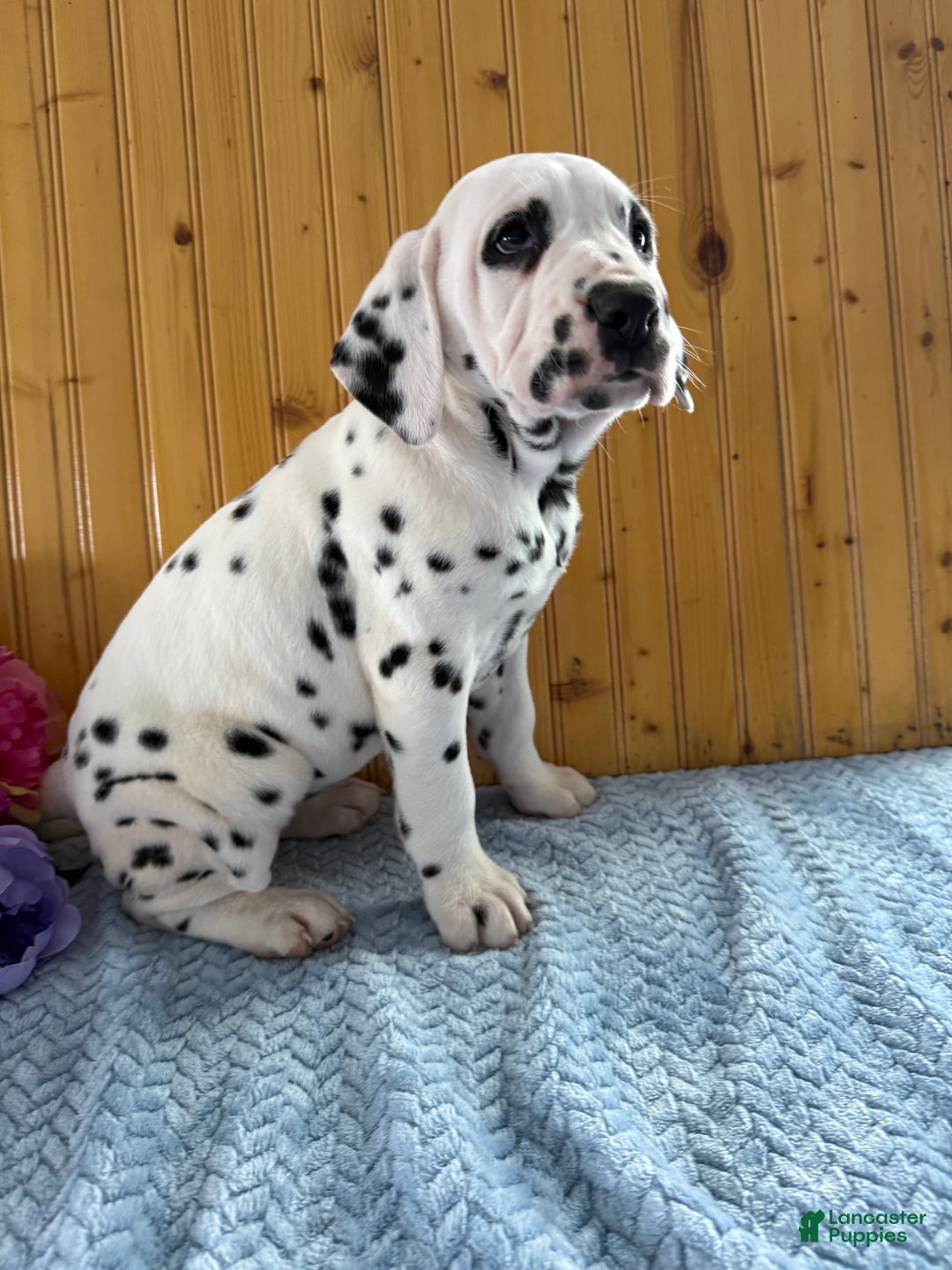 Dalmatian dogs for sale: Trinity - Ad 22