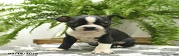 Boston Terrier dogs for sale: Cheif  - Ad 5