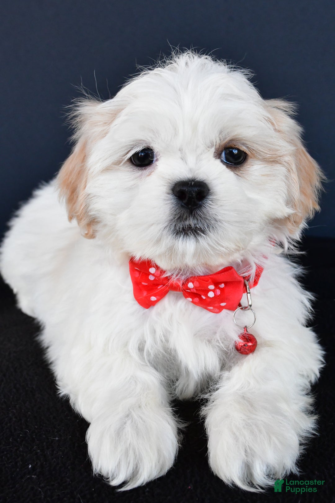 Shih Tzu dogs for sale: Riley - Ad 3