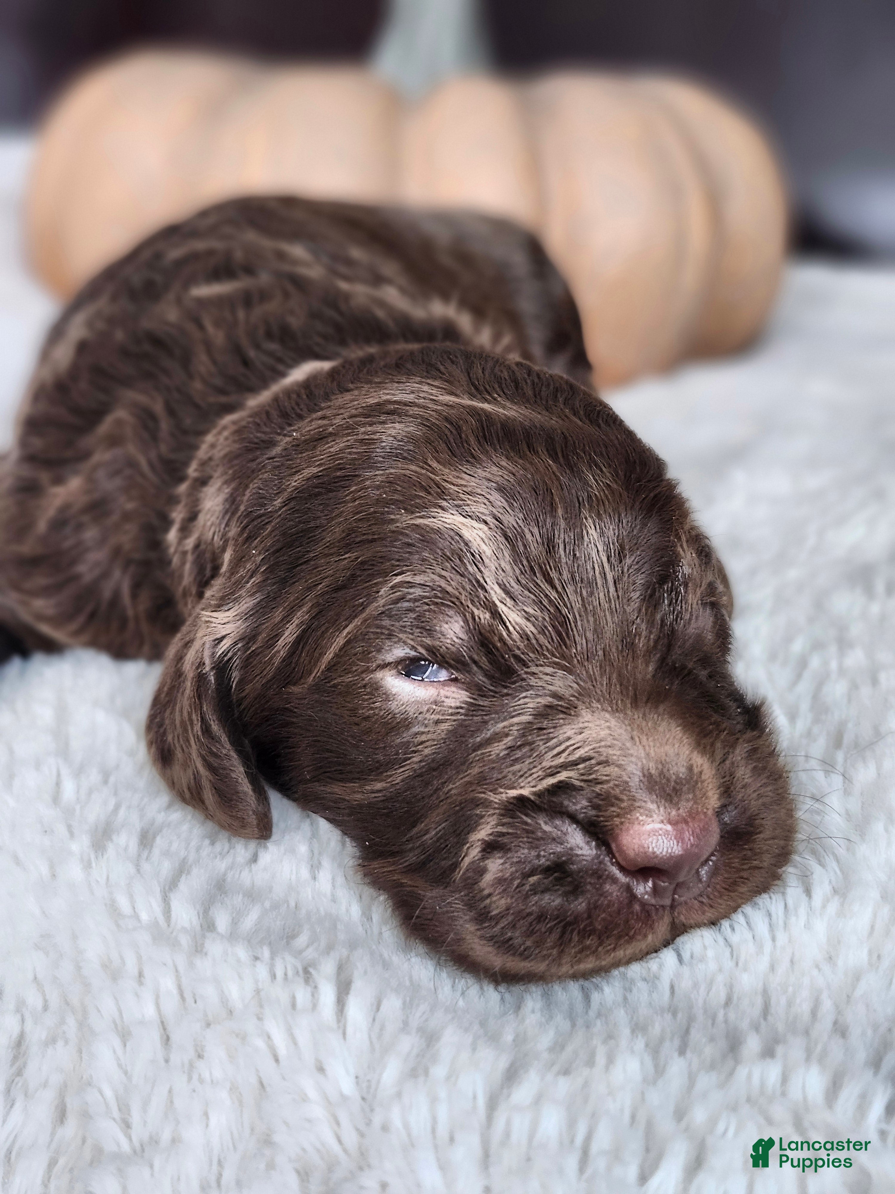 Labradoodle dogs Buddy - Ad 33