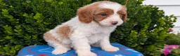 Cavapoo dogs for sale: Namor - Ad 3
