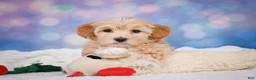 Maltipoo dogs for sale: callie - Ad 13