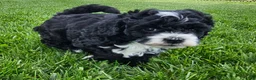 Mini Bernedoodle dogs for sale: Clark - Ad 2