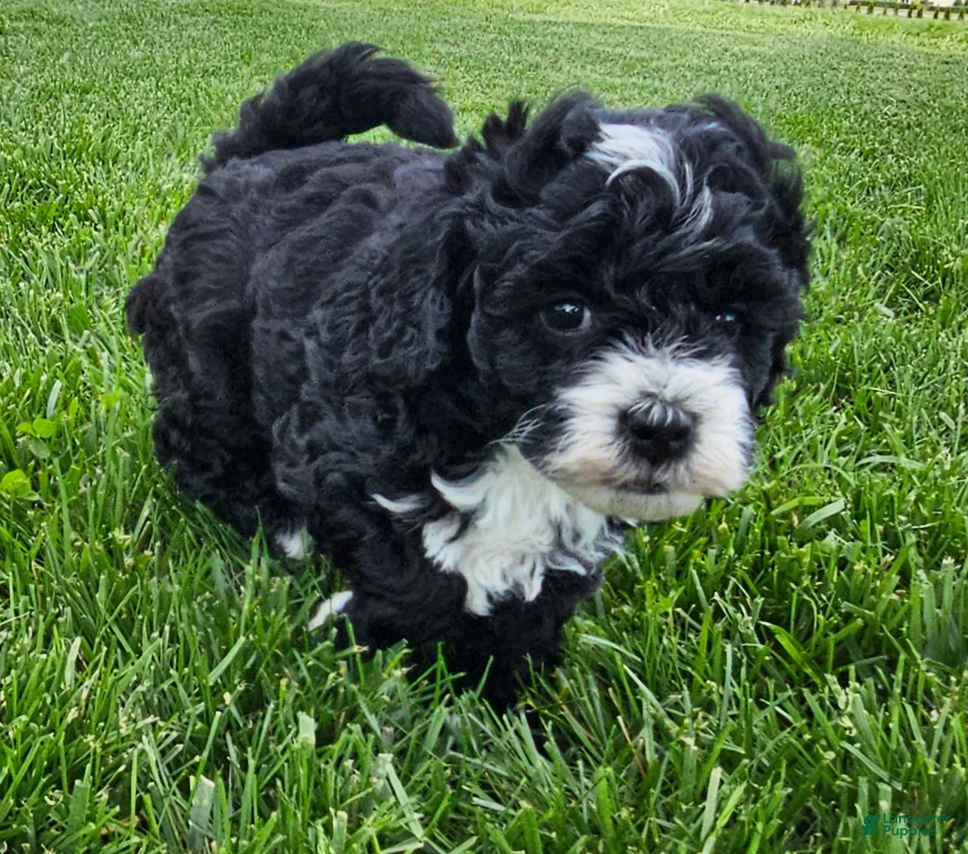 Mini Bernedoodle dogs for sale: Clark - Ad 2