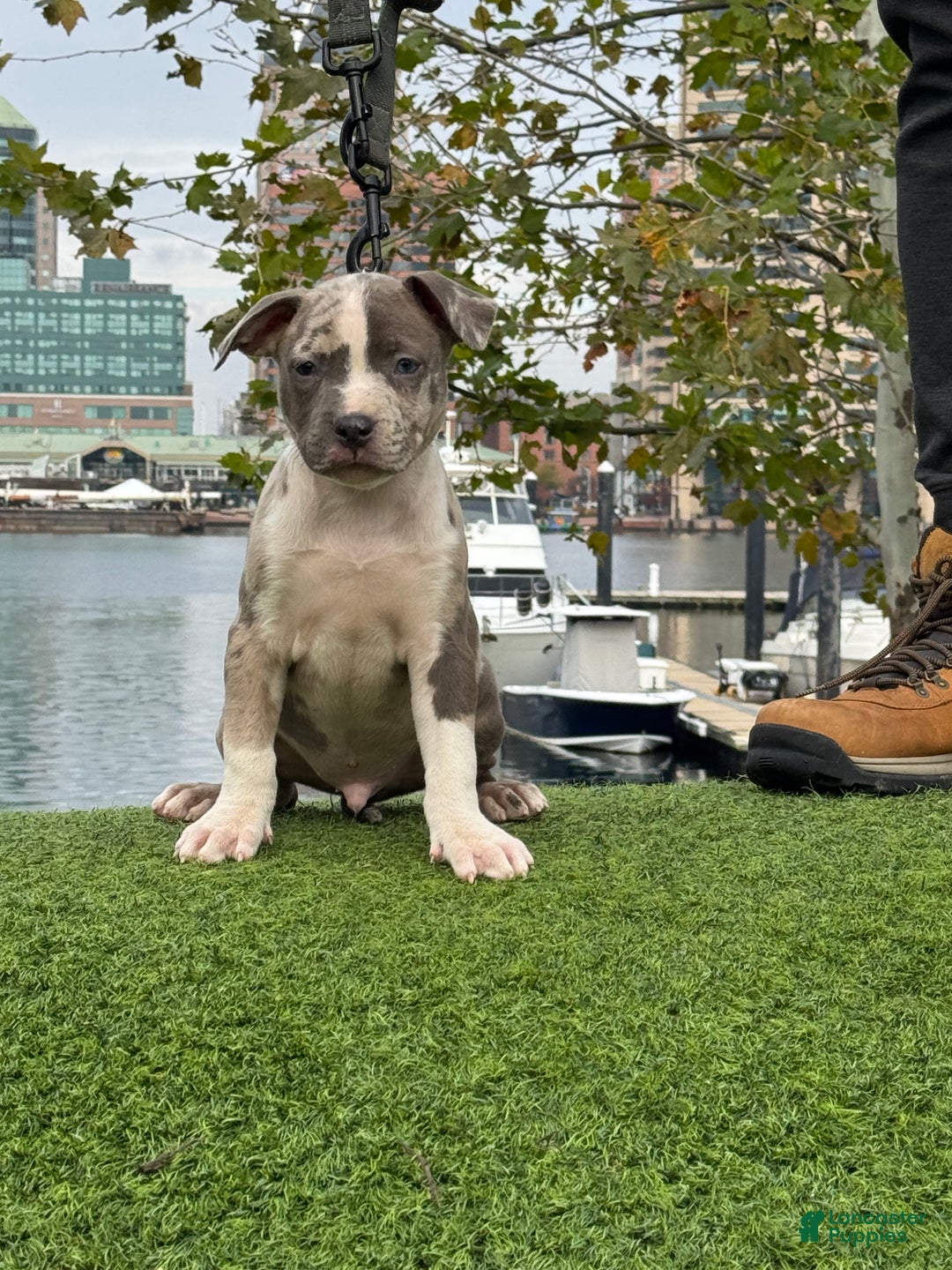 American Bully dogs for sale: Greyjoy  - Ad 33
