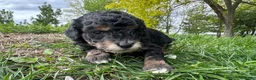 Mini Bernedoodle dogs for sale: Bacon - Ad 1