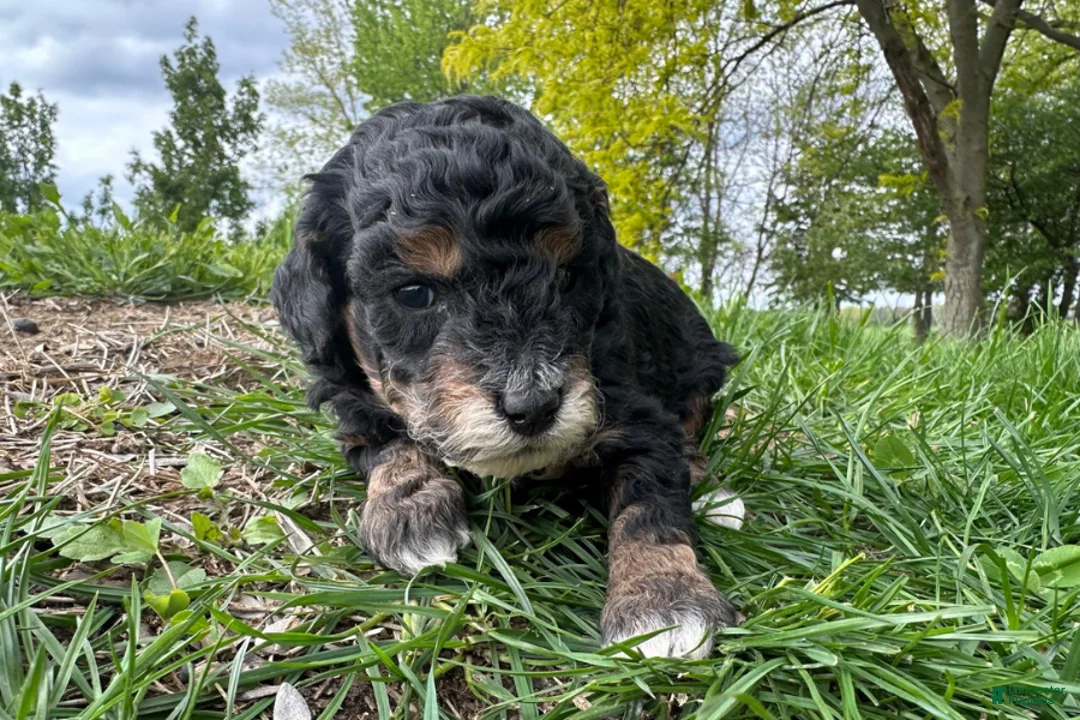 Mini Bernedoodle dogs for sale: Bacon - Ad 1