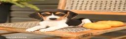 Beagle dogs for sale: Roxy - Ad 3