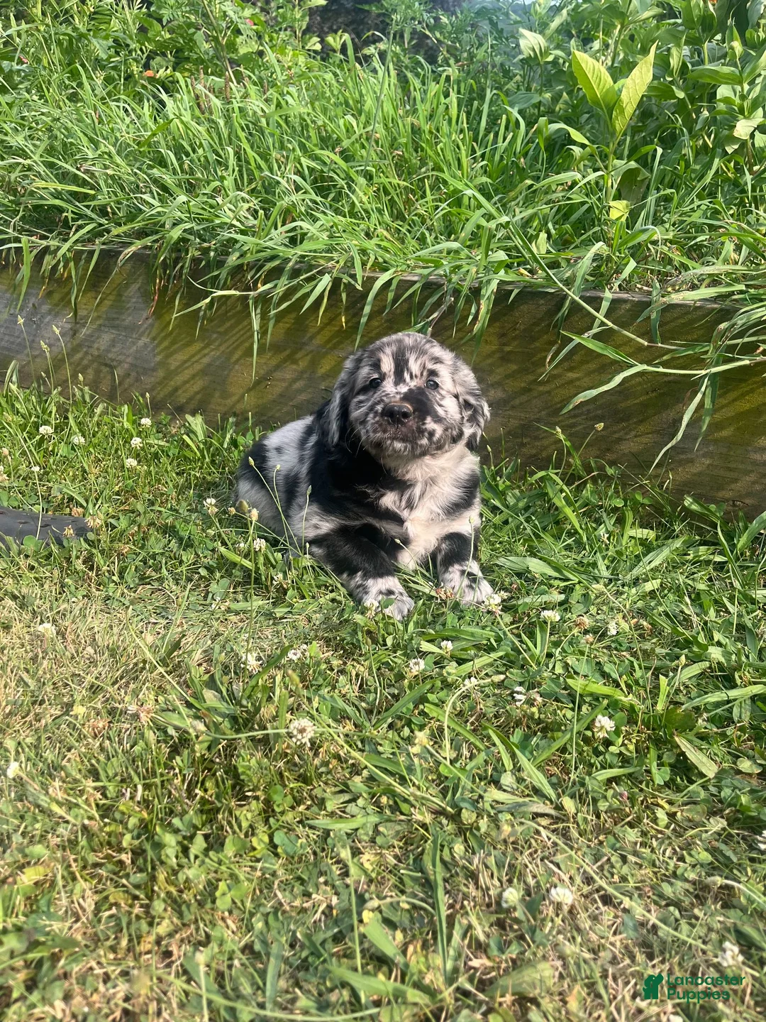 Mixed Breed dogs for sale: Luke - Ad 4