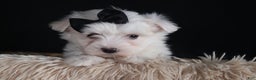 Maltese dogs for sale: ARCHIE - Ad 6