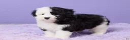 Mini Sheepadoodle dogs for sale: Sierra - Ad 5