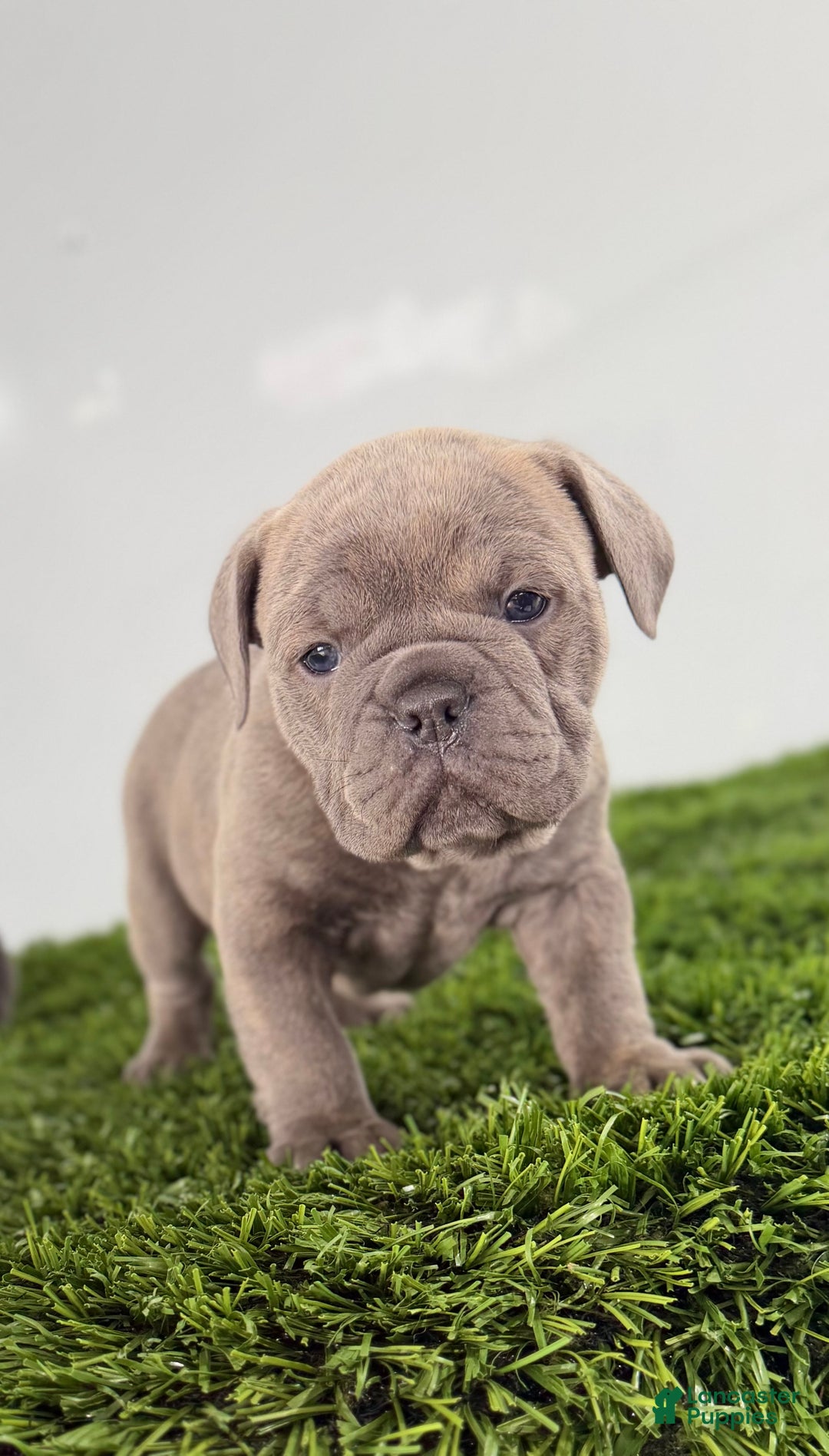 Olde English Bulldogge dogs for sale: Troy - Ad 2