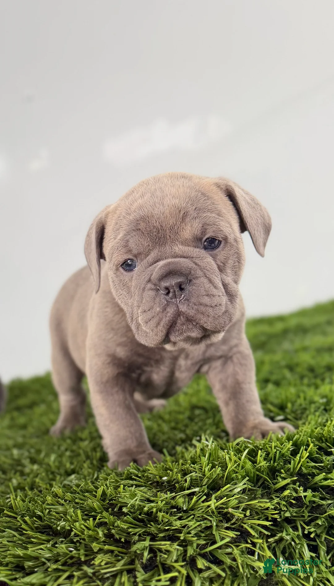 Olde English Bulldogge dogs for sale: Troy - Ad 2