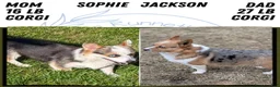 Welsh Corgi Pembroke dogs for sale: Willow - Ad 9