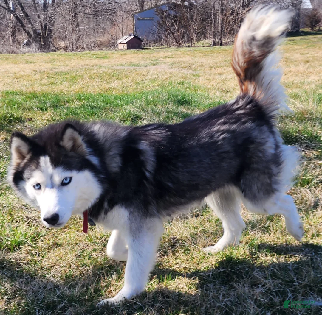 Gallery Image {{count}}