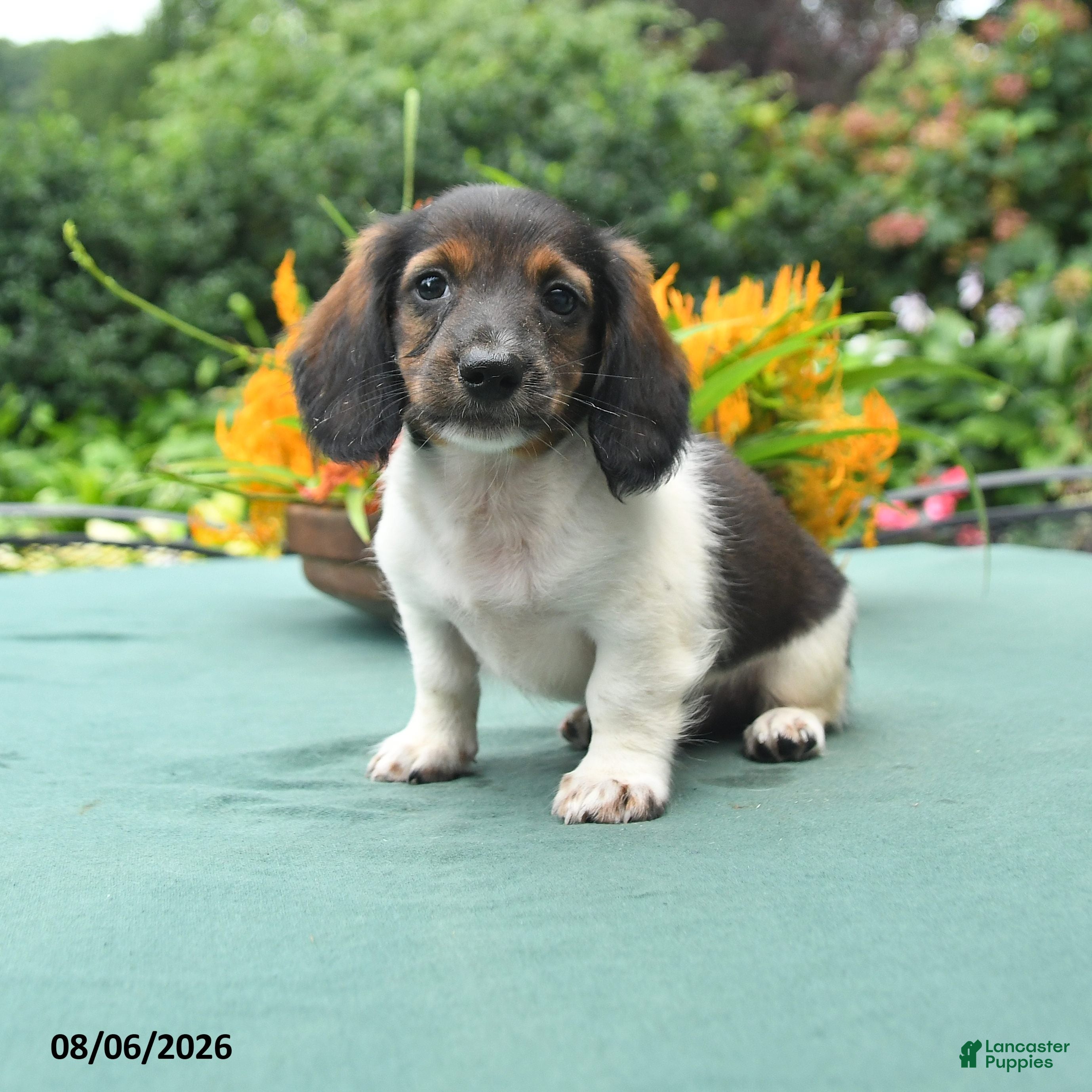 Dachshund dogs Tucker - Ad 1