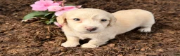 Dachshund dogs for sale: Gaylin  - Ad 3