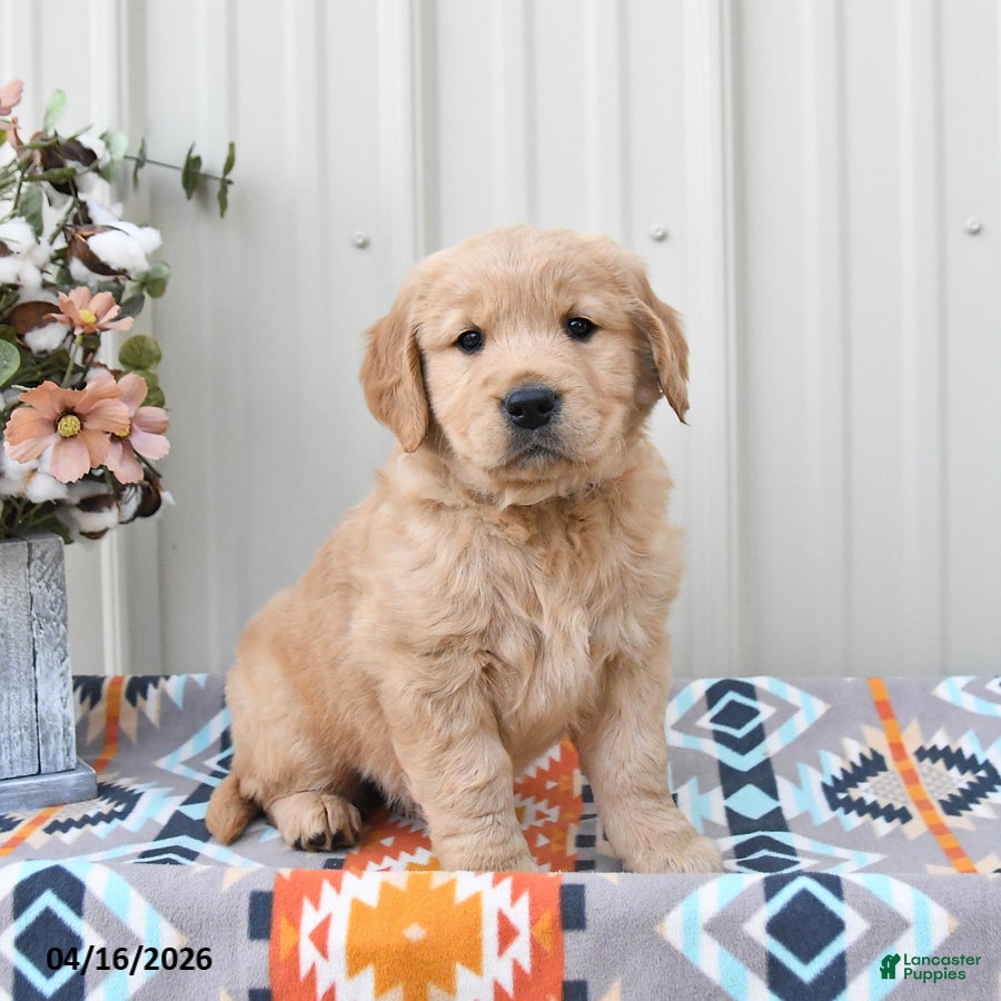 Golden Retriever dogs Georgia - Ad 1